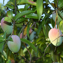 Load image into Gallery viewer, Mango Fundraiser - 7 kilo trays