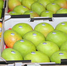 Load image into Gallery viewer, Mango Fundraiser - 7 kilo trays